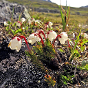 Cassiope hypnoides